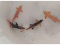 تکثیر و تولید انبوه دو گونه از ماهیان زینتی برای نخستین بار در کشور