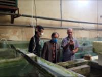 بازدیداز شرکت تولید ماهیان زینتی جم درراستای اجرای طرح یاوران تولید