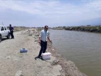 بازدید معاون پژوهشی و کارشناسان مرکز از رودخانه قره سو و کانال ارتباطی با محل شنا ی بندر ترکمن جهت تعیین محل مناسب برای رهاسازی بچه ماهیان استخوانی